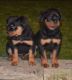Rhodesian Ridgeback Puppies for sale in Hawaiian Ct, Orlando, FL 32819, USA. price: NA