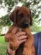 Rhodesian Ridgeback Puppies for sale in Baton Rouge, LA, USA. price: $1,500