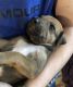 Rhodesian Ridgeback Puppies for sale in Booneville, AR 72927, USA. price: NA