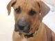 Rhodesian Ridgeback Puppies for sale in Yellville, AR 72687, USA. price: NA