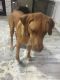 Rhodesian Ridgeback Puppies for sale in Palm Harbor, FL, USA. price: NA