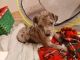 Rhodesian Ridgeback Puppies for sale in Doyline, LA 71023, USA. price: $100