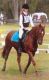 Riding Pony Horses for sale in Accomac, VA 23301, USA. price: NA