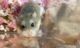 Roborovski hamster Rodents for sale in Moody, AL, USA. price: NA