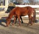 Rocky Mountain Horse Horses for sale in Castle Rock, CO, USA. price: NA