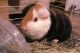 Guinea Pig Rodents for sale in Cleveland, TX, USA. price: NA