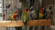 Rosella Birds for sale in Seattle, WA, USA. price: NA