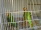 Rosella Birds for sale in Hayward, CA, USA. price: NA