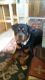 Rottweiler Puppies for sale in Tucson, AZ, USA. price: $1,500