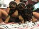 Rottweiler Puppies for sale in Chicago, IL 60616, USA. price: NA