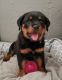 Rottweiler Puppies for sale in Niles, IL, USA. price: NA