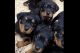 Sweet Rottweiler puppies (AKC)