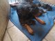 Rottweiler Puppies for sale in IL-50, Chicago, IL, USA. price: NA