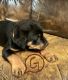Rottweiler Puppies for sale in Palestine, TX 75801, USA. price: $500