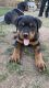 Rottweiler Puppies for sale in Phoenix, AZ, USA. price: NA