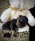 Rottweiler Puppies for sale in Orange, TX, USA. price: $1,800