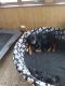 Rottweiler Puppies for sale in Park Forest, IL, USA. price: NA