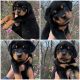 Rottweiler Puppies for sale in Tulsa, OK, USA. price: $500