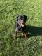 Rottweiler Puppies for sale in Kenosha, WI, USA. price: $500