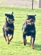 AKC German Rottweiler puppies