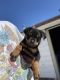 Rottweiler Puppies for sale in Pittsburg, CA 94565, USA. price: $800