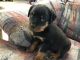 Rottweiler Puppies for sale in Black River Falls, WI 54615, USA. price: $800