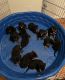 Rottweiler Puppies for sale in Hemet, CA, USA. price: NA