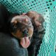 Rottweiler Puppies for sale in Phoenix, AZ 85041, USA. price: NA