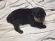 Rottweiler Puppies for sale in Evansville, IN, USA. price: $800