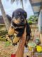 Rottweiler Puppies for sale in Yelahanka, Bengaluru, Karnataka, India. price: 15000 INR