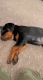 Rottweiler Puppies for sale in Madison, WI, USA. price: $1,300