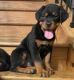 Rottweiler Puppies for sale in Calumet City, IL, USA. price: NA