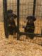 Rottweiler Puppies for sale in 1306 S 5th Ave, Maywood, IL 60153, USA. price: NA