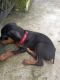 Rottweiler Puppies for sale in Nagpur, Maharashtra, India. price: 20000 INR
