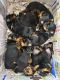 Rottweiler Puppies for sale in Arekere Main Rd, Sarvobhogam Nagar, Arekere, Bengaluru, Karnataka 560076, India. price: 30000 INR