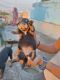 Rottweiler Puppies for sale in Meerut, Uttar Pradesh, India. price: 10000 INR