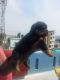 Rottweiler Puppies for sale in RT Nagar, Bengaluru, Karnataka 560032, India. price: 20000 INR