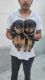 Rottweiler Puppies for sale in Lingarajapuram, Bengaluru, Karnataka, India. price: 12000 INR