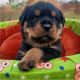 Rottweiler Puppies for sale in Ranchi, Jharkhand, India. price: 35000 INR