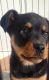 Rottweiler Puppies for sale in Tucson, AZ 85730, USA. price: $400