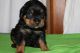 Rottweiler Puppies for sale in Sheboygan Falls, WI, USA. price: NA