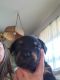Rottweiler Puppies for sale in Tulsa, OK, USA. price: $750