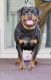Rottweiler Puppies for sale in Waldorf, MD, USA. price: $2,500