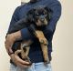 Rottweiler Puppies for sale in Akshayanagar, Bengaluru, Karnataka, India. price: 19000 INR