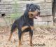 Rottweiler Puppies for sale in Tallassee, AL 36078, USA. price: NA