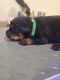 Rottweiler Puppies for sale in Eustis, FL, USA. price: NA