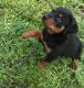 Rottweiler Puppies for sale in Miami Beach, FL, USA. price: NA