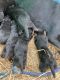Rottweiler Puppies for sale in Hajipur Industrial Area, Bihar 844102, India. price: 15000 INR