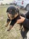 Rottweiler Puppies for sale in Lavaca, AR 72941, USA. price: NA