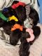 Rottweiler Puppies for sale in Spokane, WA, USA. price: NA